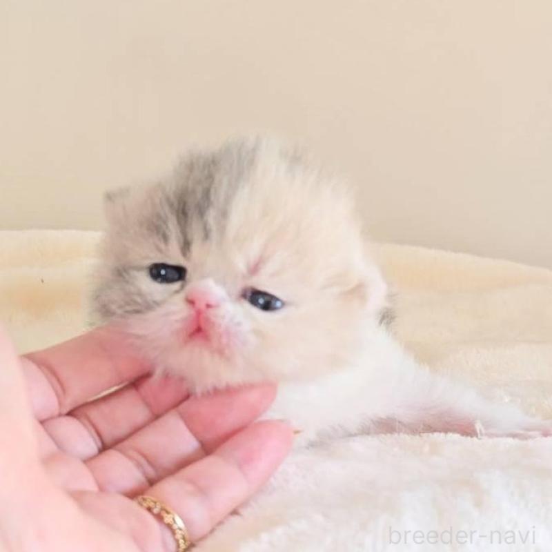 販売中の長野県のエキゾチックショートヘア-138124の2枚目