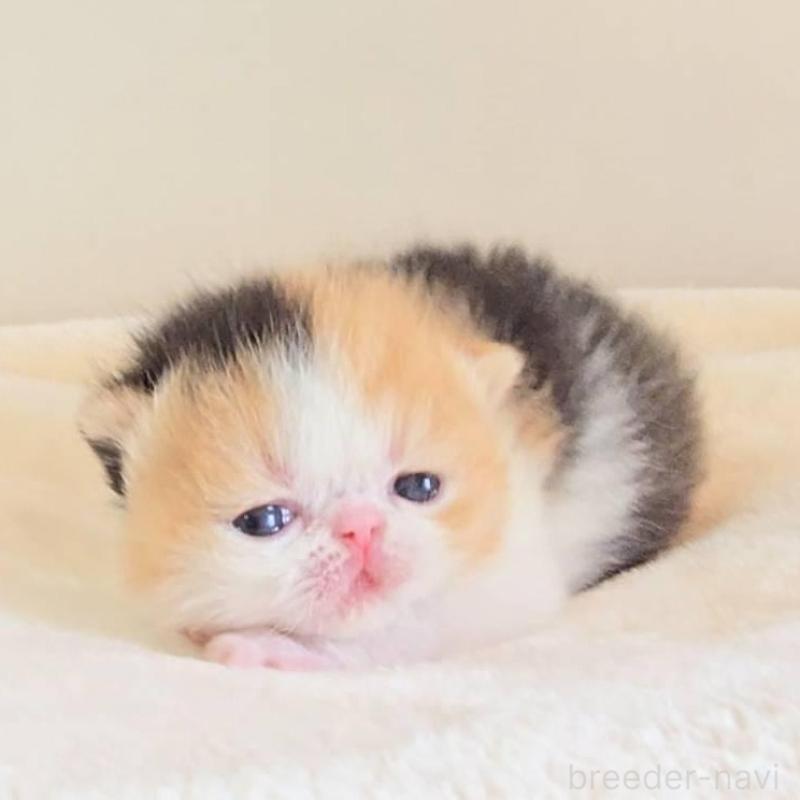 販売中の長野県のエキゾチックショートヘア-138125の5枚目