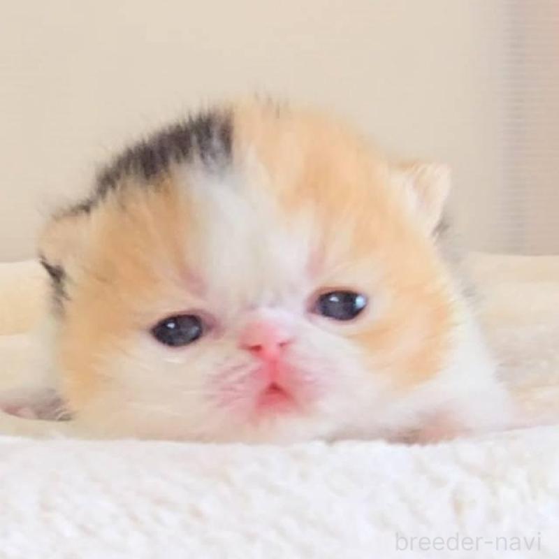 販売中の長野県のエキゾチックショートヘア-138125