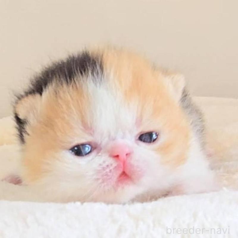 販売中の長野県のエキゾチックショートヘア-138125の4枚目