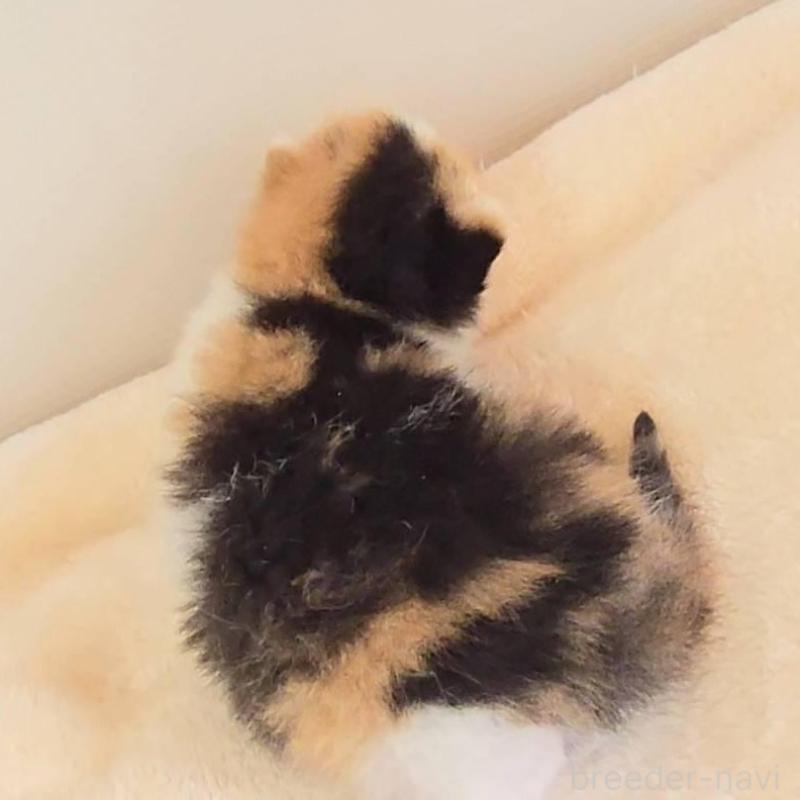 販売中の長野県のエキゾチックショートヘア-138125の3枚目