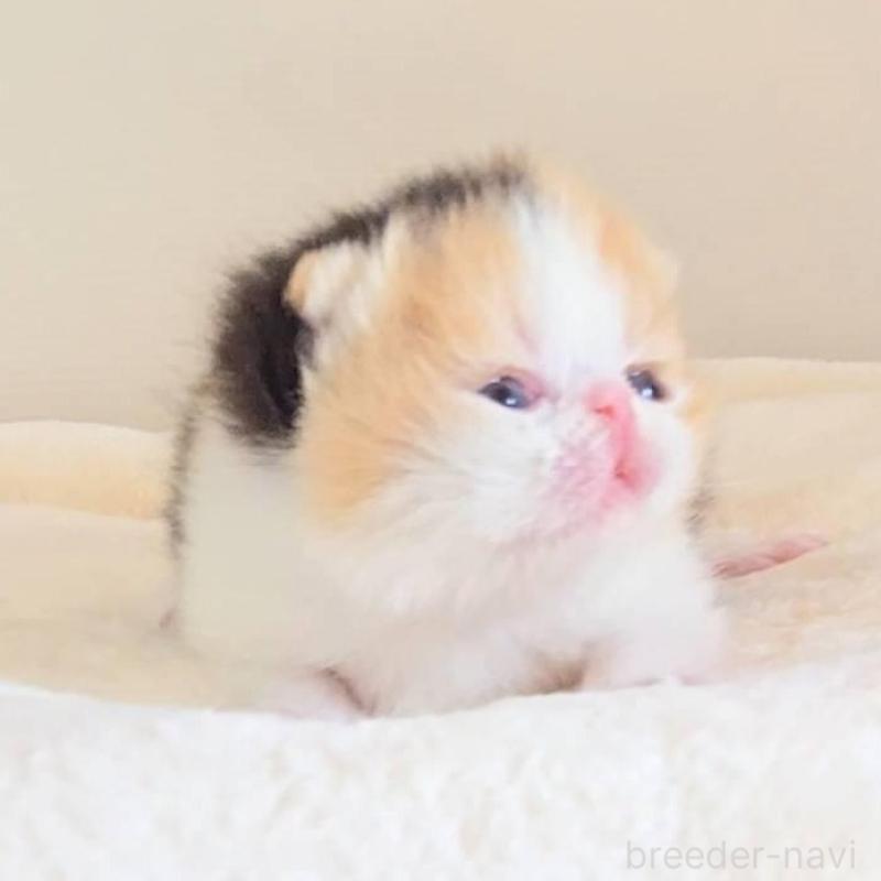 販売中の長野県のエキゾチックショートヘア-138125の2枚目