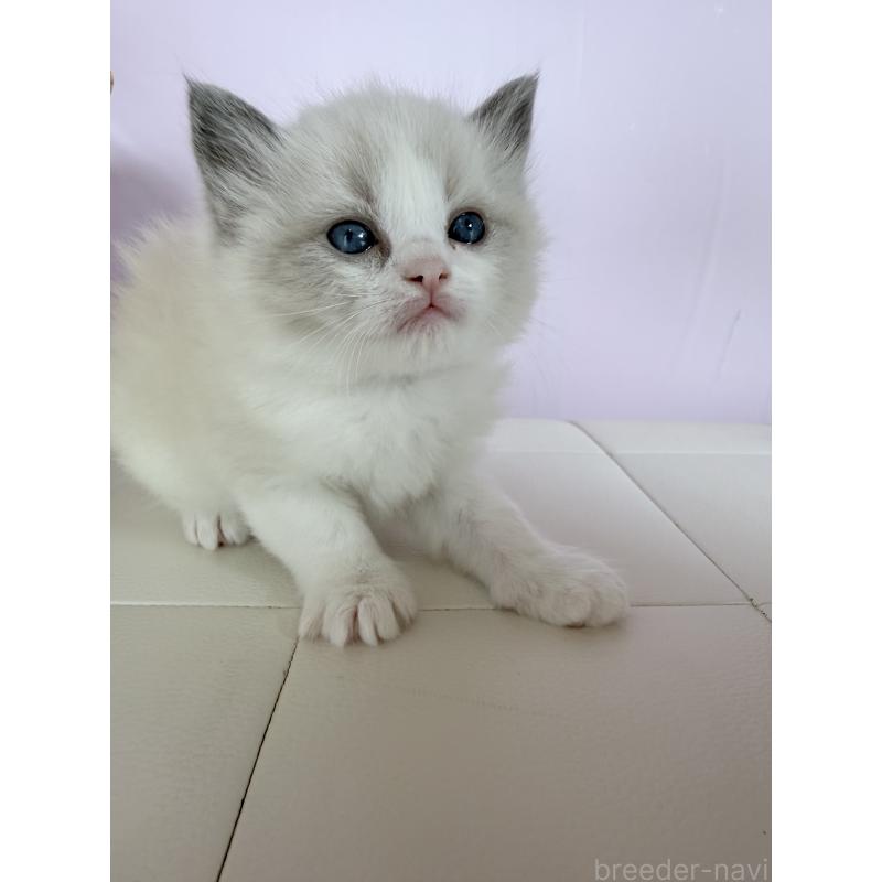 販売中の千葉県のラグドール-138126の5枚目