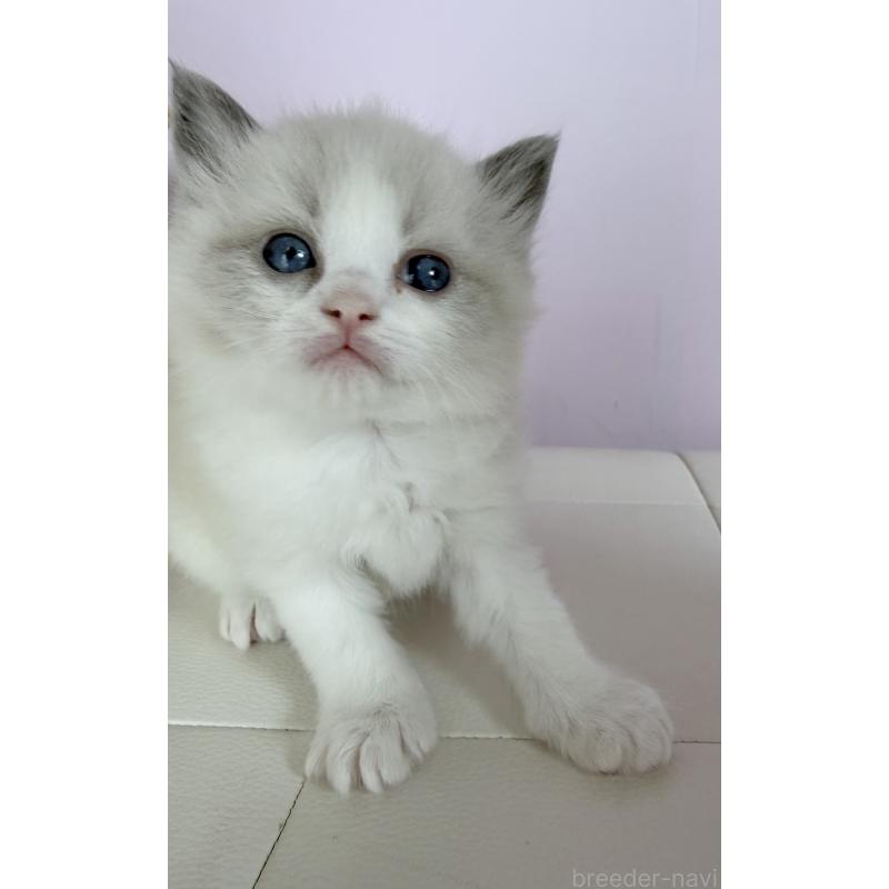 販売中の千葉県のラグドール-138126の4枚目