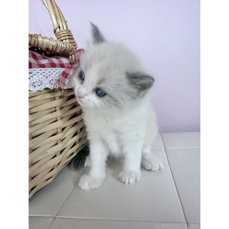 販売中の千葉県のラグドール-138126の3枚目