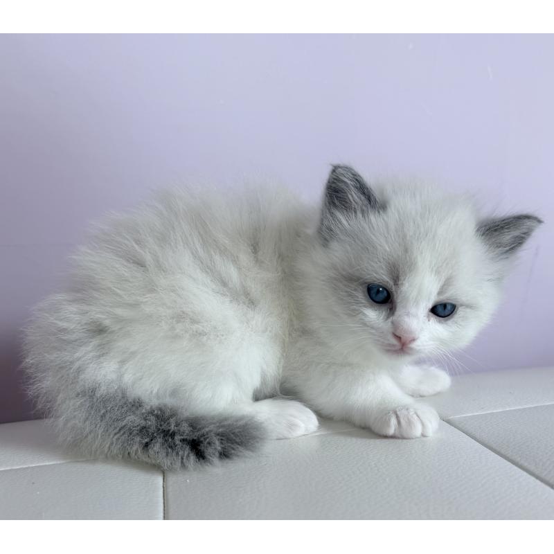 販売中の千葉県のラグドール-138126の2枚目