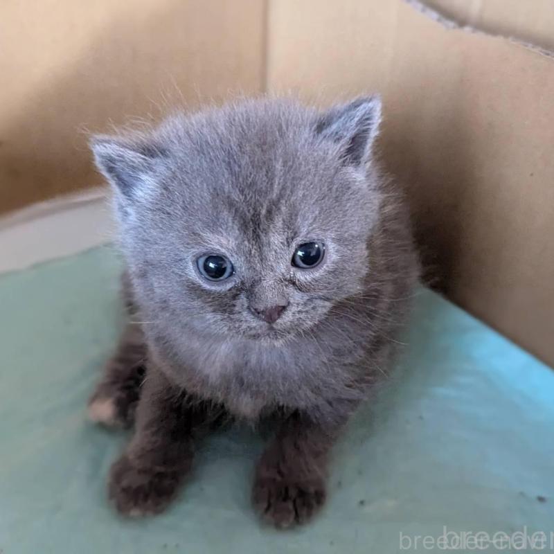 販売中の愛知県のスコティッシュフォールド-138127の4枚目