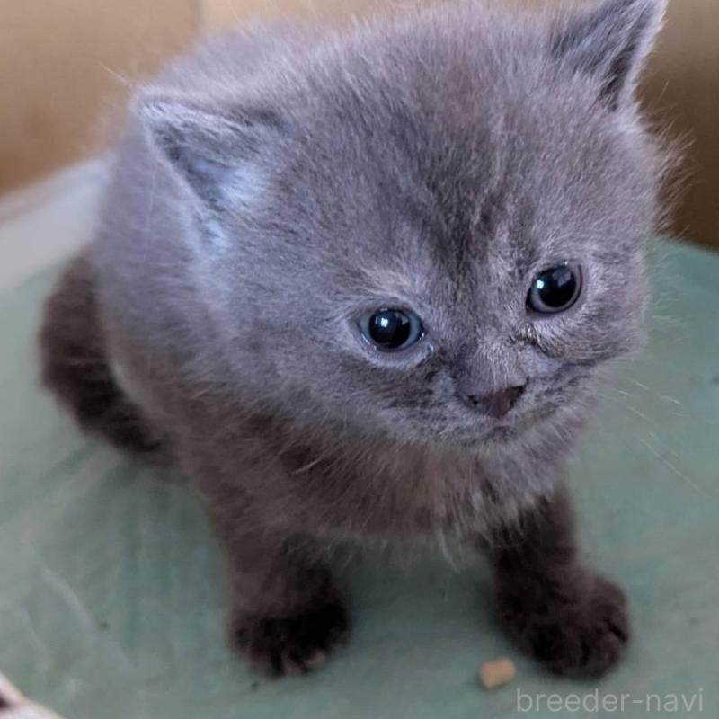 販売中の愛知県のスコティッシュフォールド-138127の3枚目