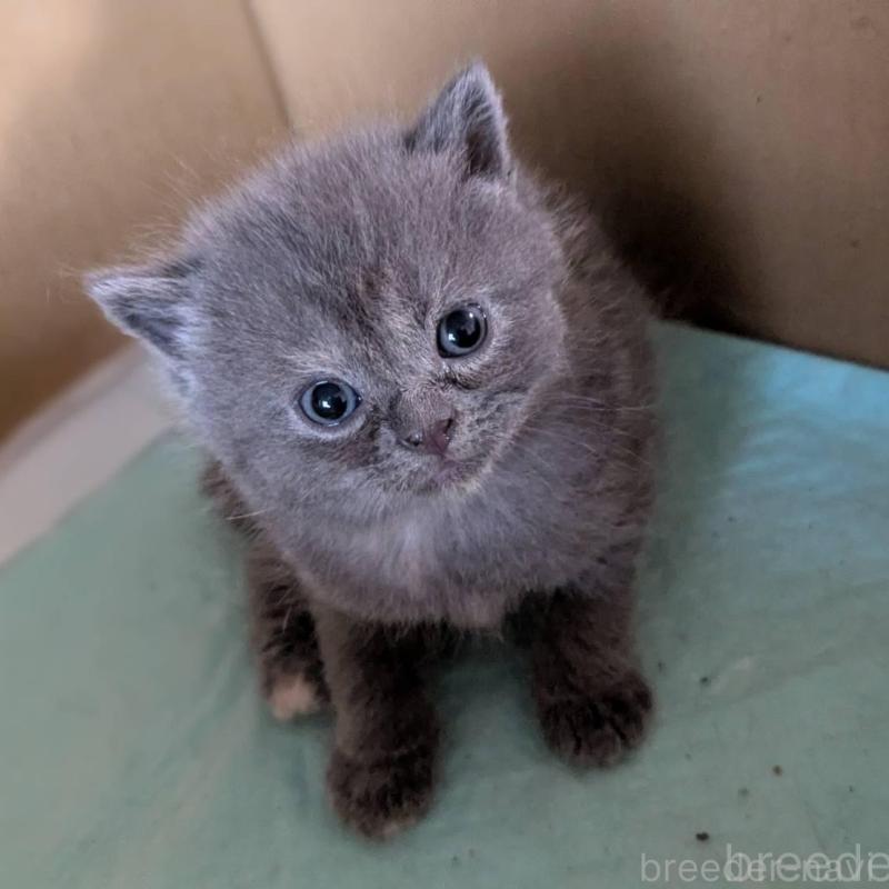 販売中の愛知県のスコティッシュフォールド-138127の1枚目