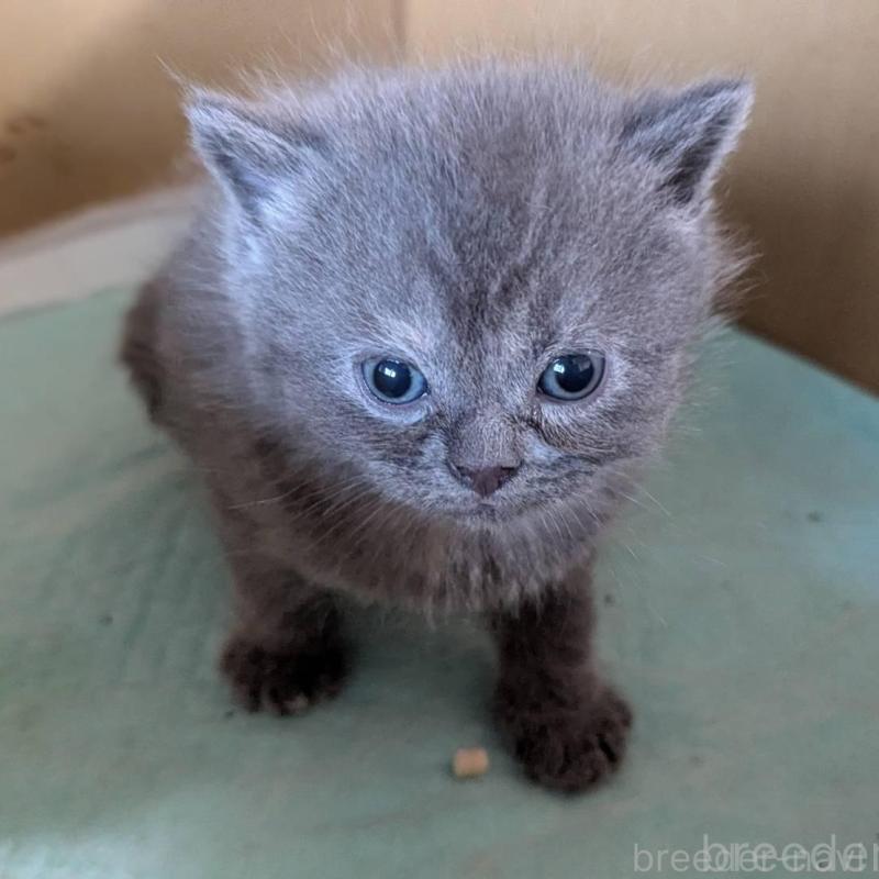 販売中の愛知県のスコティッシュフォールド-138127の2枚目