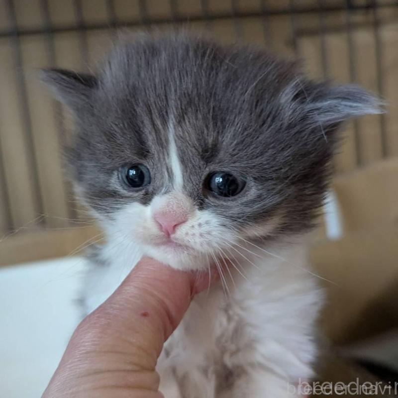 販売中の愛知県のスコティッシュフォールド(折れ耳)-138128の8枚目