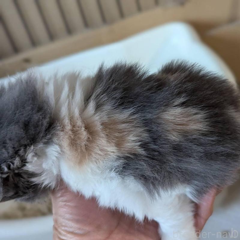 販売中の愛知県のスコティッシュフォールド(折れ耳)-138128の7枚目