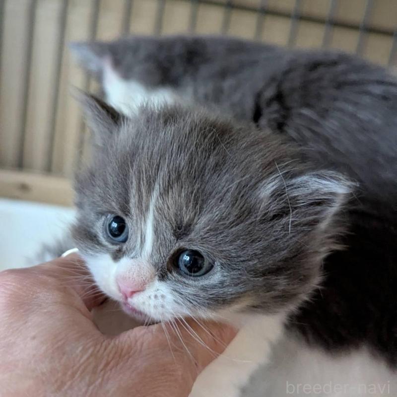 販売中の愛知県のスコティッシュフォールド(折れ耳)-138128の6枚目