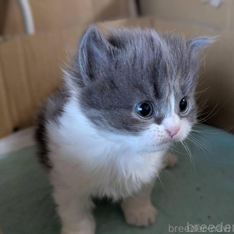 販売中の愛知県のスコティッシュフォールド(折れ耳)-138128の5枚目