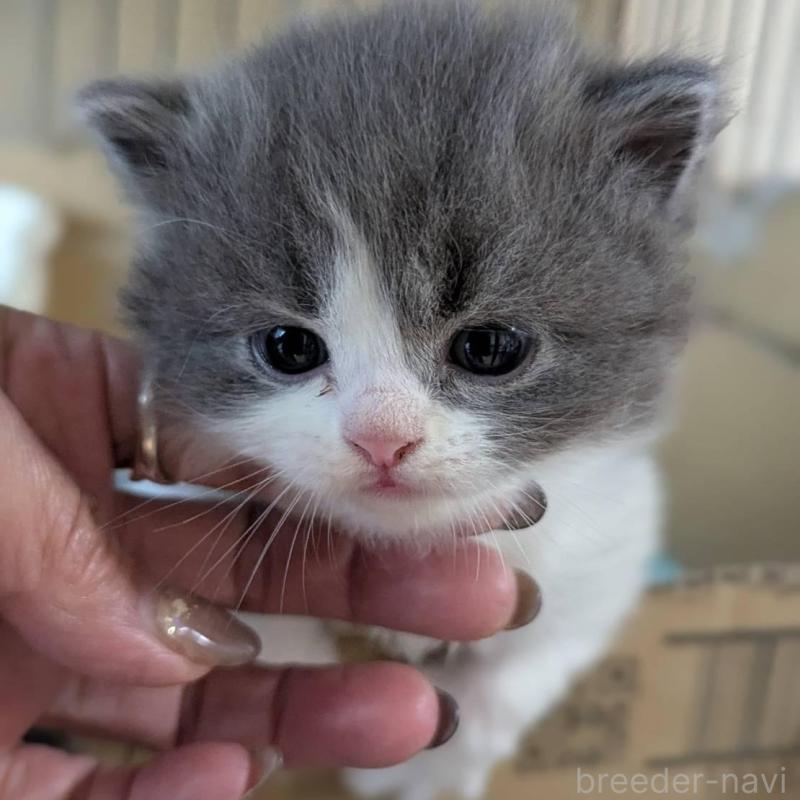 販売中の愛知県のスコティッシュフォールド(折れ耳)-138128の1枚目