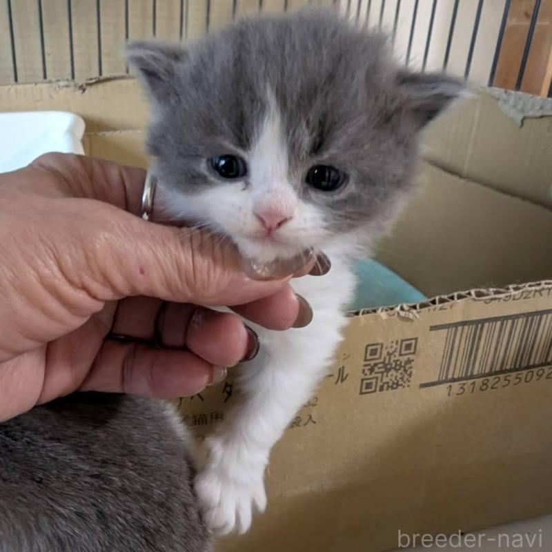 販売中の愛知県のスコティッシュフォールド(折れ耳)-138128の3枚目