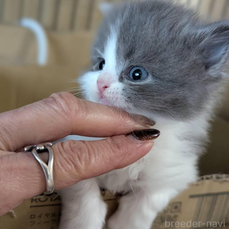 販売中の愛知県のスコティッシュフォールド(折れ耳)-138128の2枚目