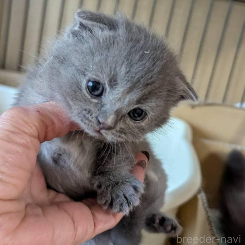 販売中の愛知県のスコティッシュフォールド(折れ耳)-138129の4枚目