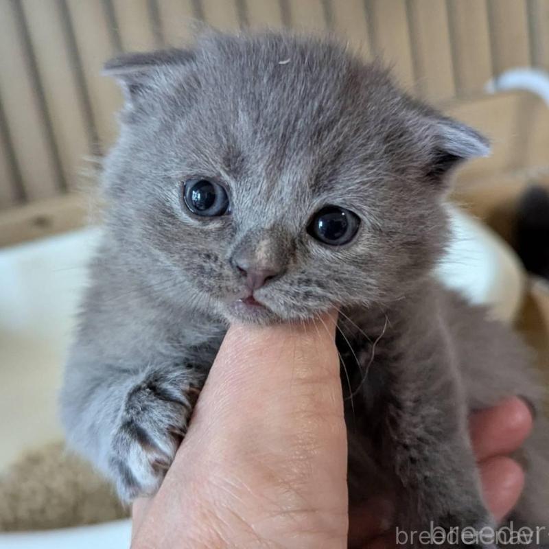 販売中の愛知県のスコティッシュフォールド(折れ耳)-138129