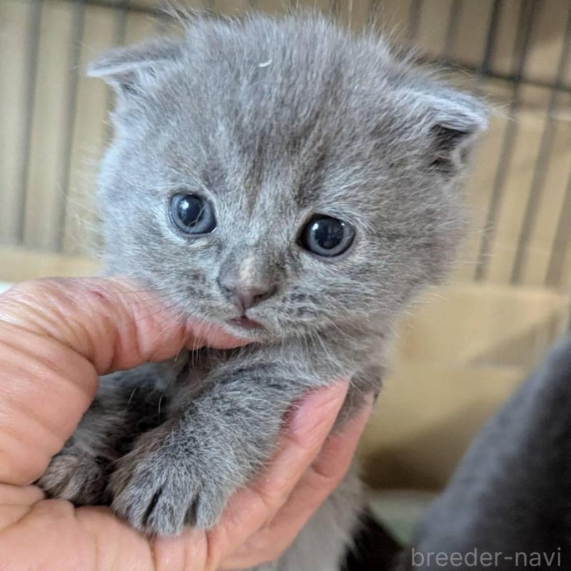 販売中の愛知県のスコティッシュフォールド(折れ耳)-138129の3枚目
