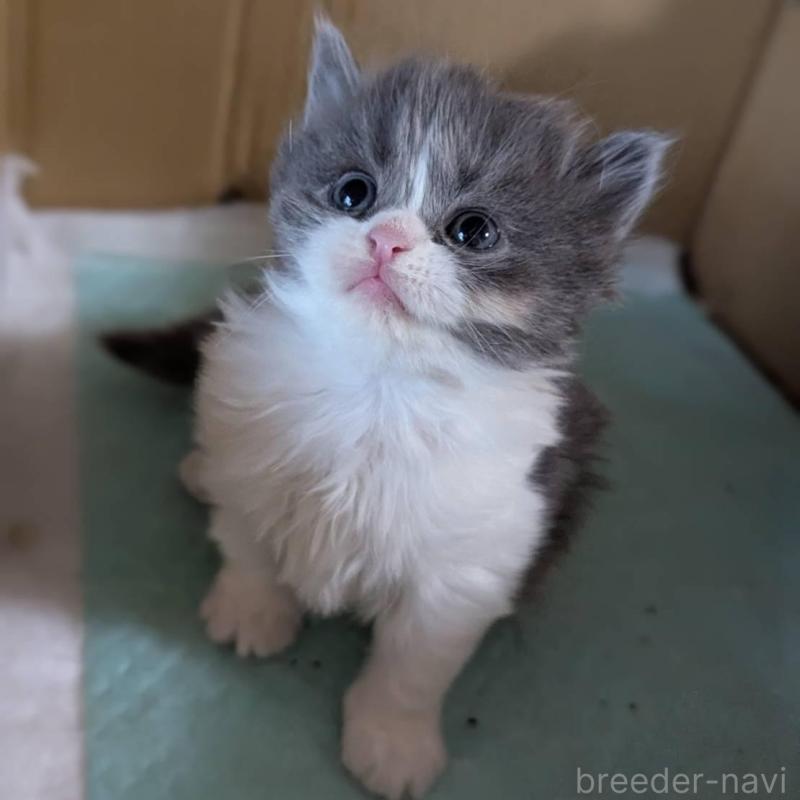 販売中の愛知県のスコティッシュフォールド-138130の5枚目