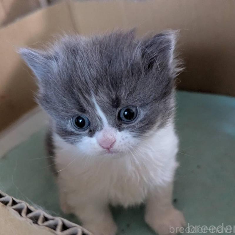 販売中の愛知県のスコティッシュフォールド-138130の4枚目