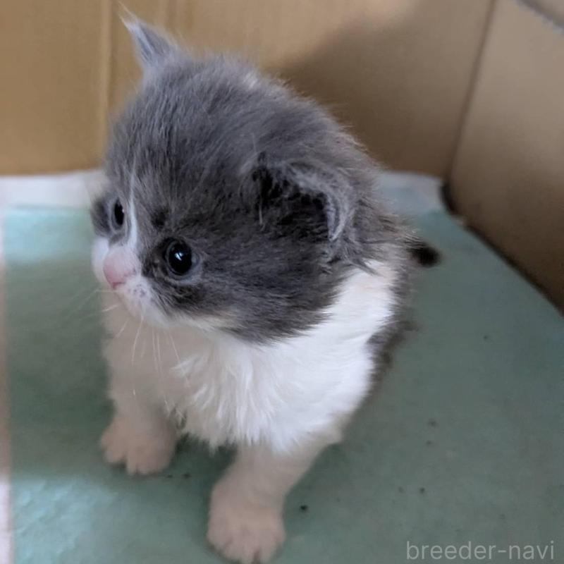 販売中の愛知県のスコティッシュフォールド-138130の3枚目