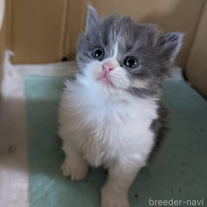 販売中の愛知県のスコティッシュフォールド-138130