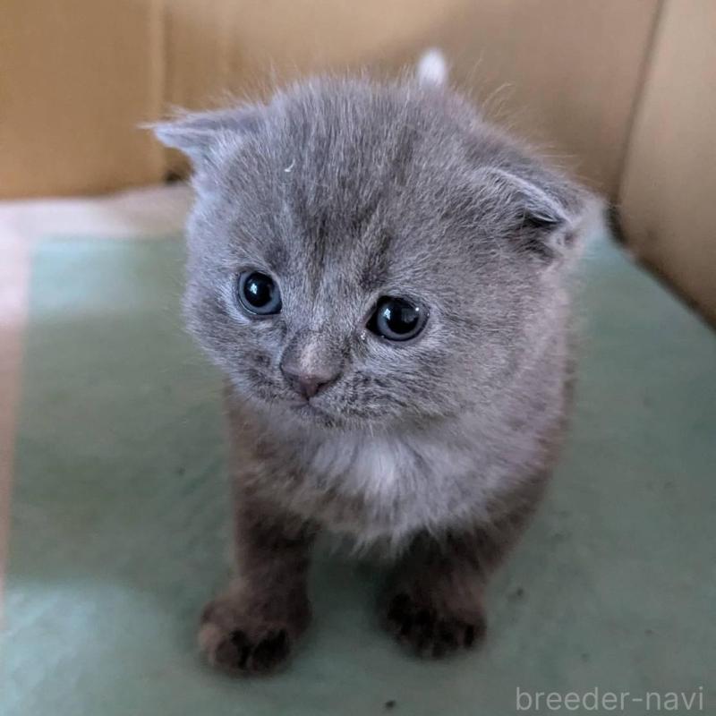 販売中の愛知県のスコティッシュフォールド(折れ耳)-138131の4枚目