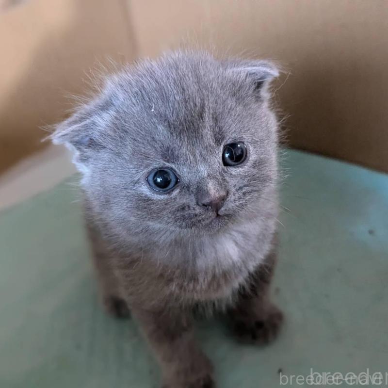 販売中の愛知県のスコティッシュフォールド(折れ耳)-138131