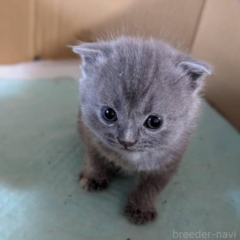 販売中の愛知県のスコティッシュフォールド(折れ耳)-138131の3枚目