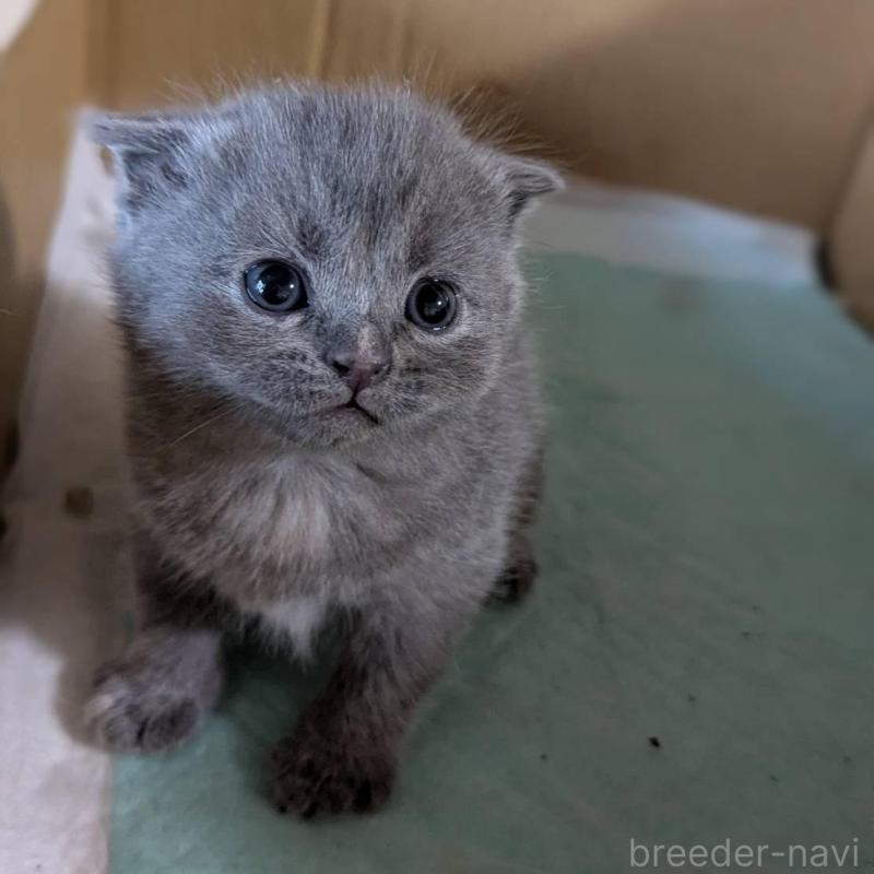 販売中の愛知県のスコティッシュフォールド(折れ耳)-138131の2枚目