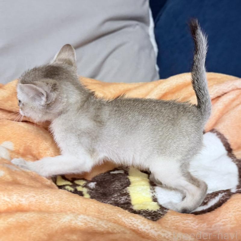 販売中の岐阜県のシンガプーラ-138132の5枚目