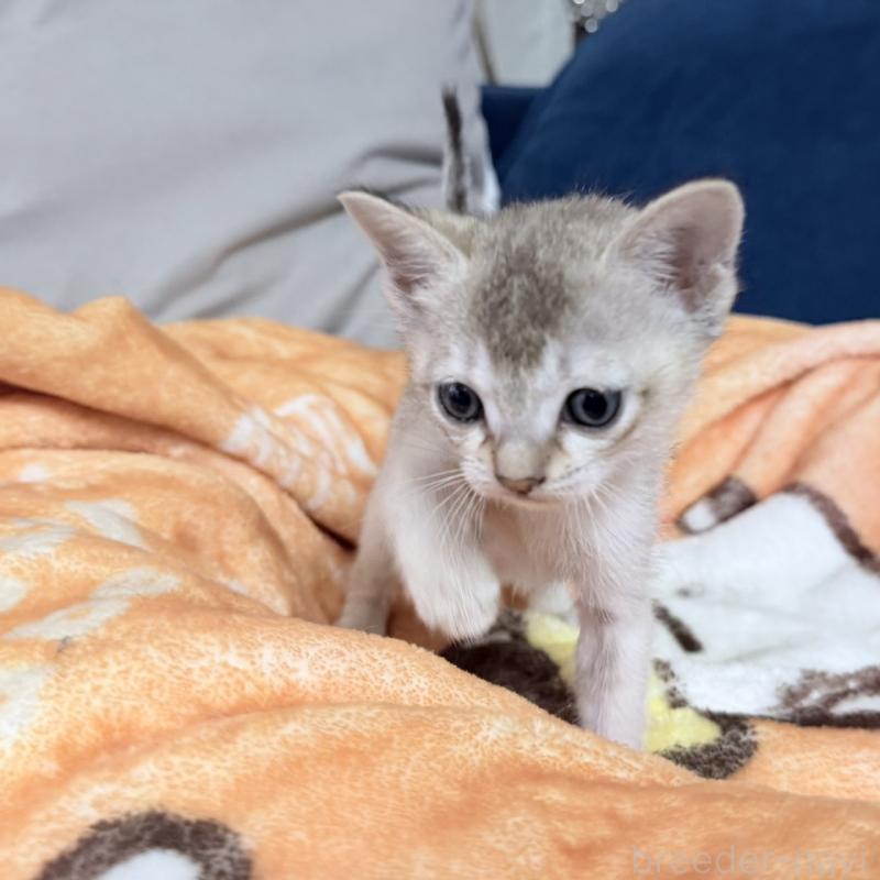 販売中の岐阜県のシンガプーラ-138132の4枚目