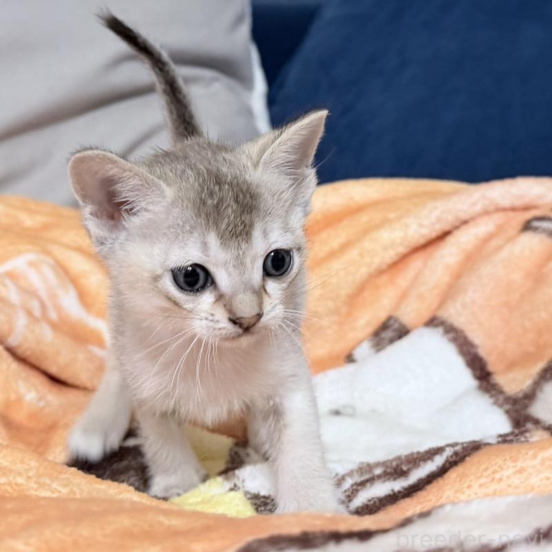 販売中の岐阜県のシンガプーラ-138132の3枚目