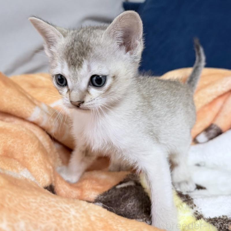 販売中の岐阜県のシンガプーラ-138132の2枚目