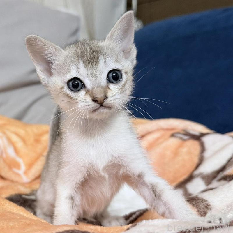 販売中の岐阜県のシンガプーラ-138132