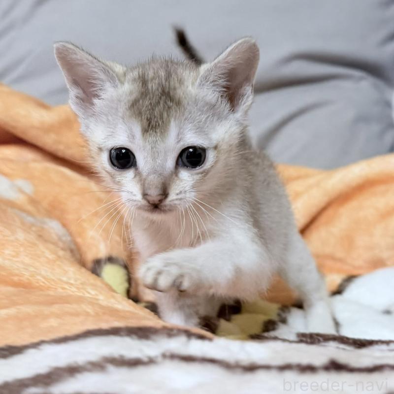 販売中の岐阜県のシンガプーラ-138133