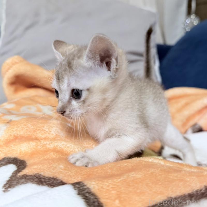 販売中の岐阜県のシンガプーラ-138133の5枚目