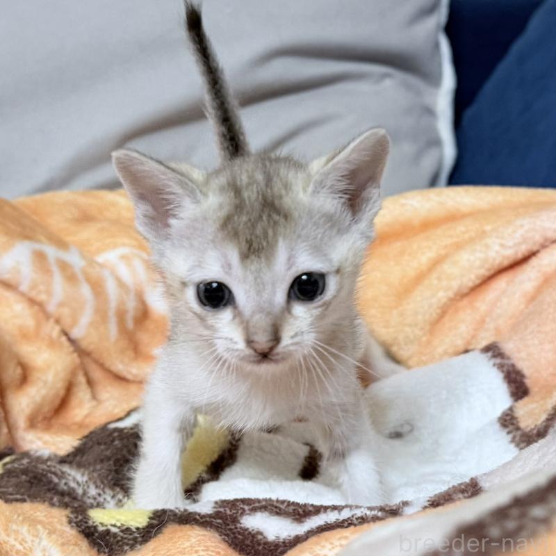 販売中の岐阜県のシンガプーラ-138133の4枚目