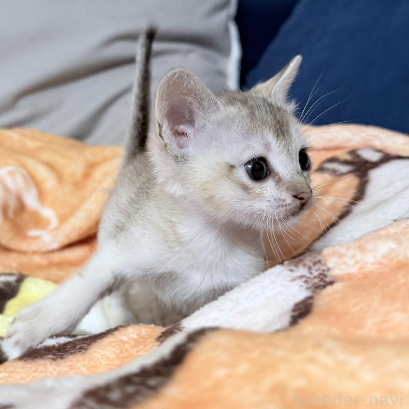 販売中の岐阜県のシンガプーラ-138133の3枚目