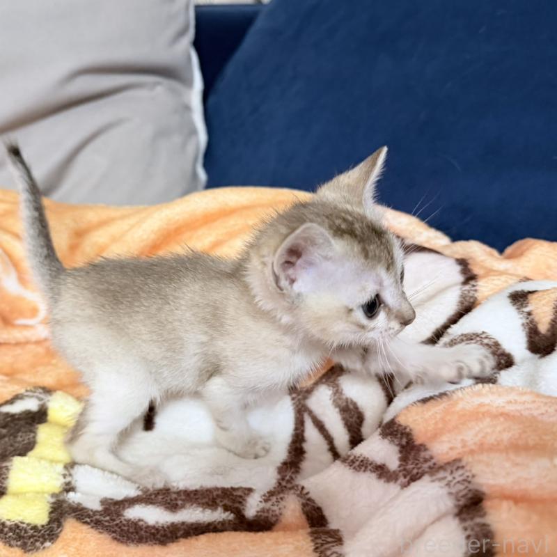 販売中の岐阜県のシンガプーラ-138133の2枚目