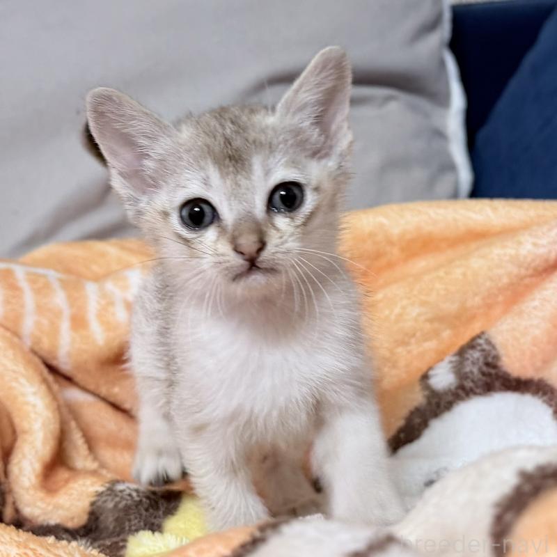 販売中の岐阜県のシンガプーラ-138134の1枚目