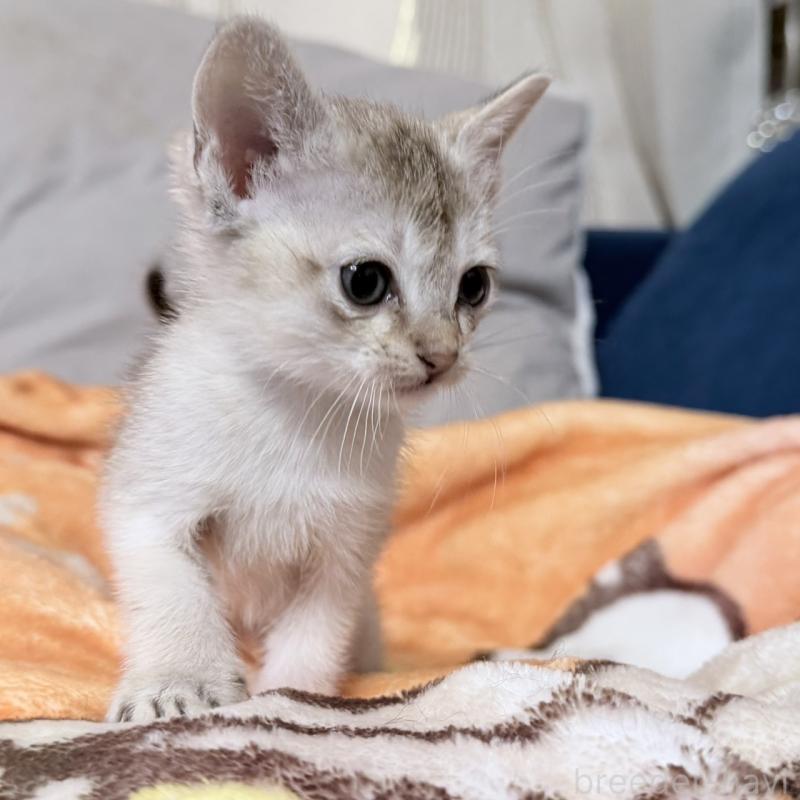 販売中の岐阜県のシンガプーラ-138134の5枚目