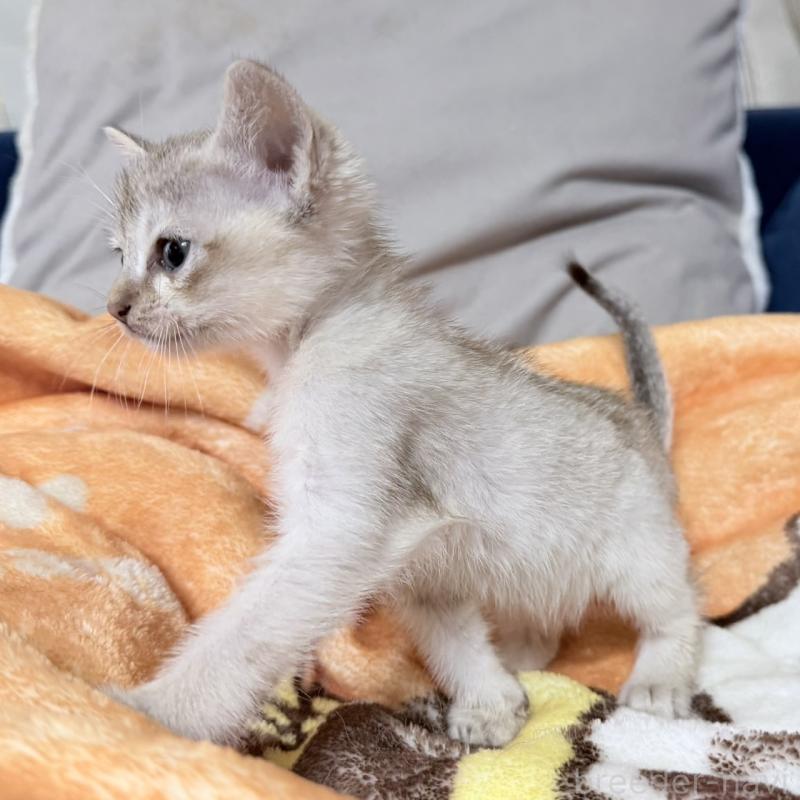 販売中の岐阜県のシンガプーラ-138134の4枚目