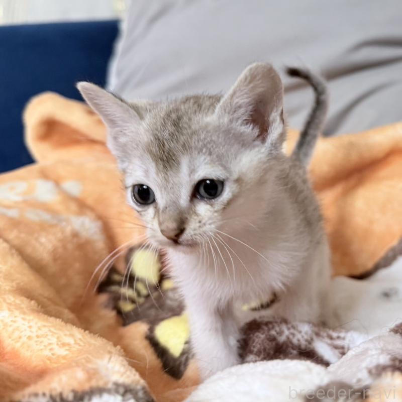 販売中の岐阜県のシンガプーラ-138134の3枚目