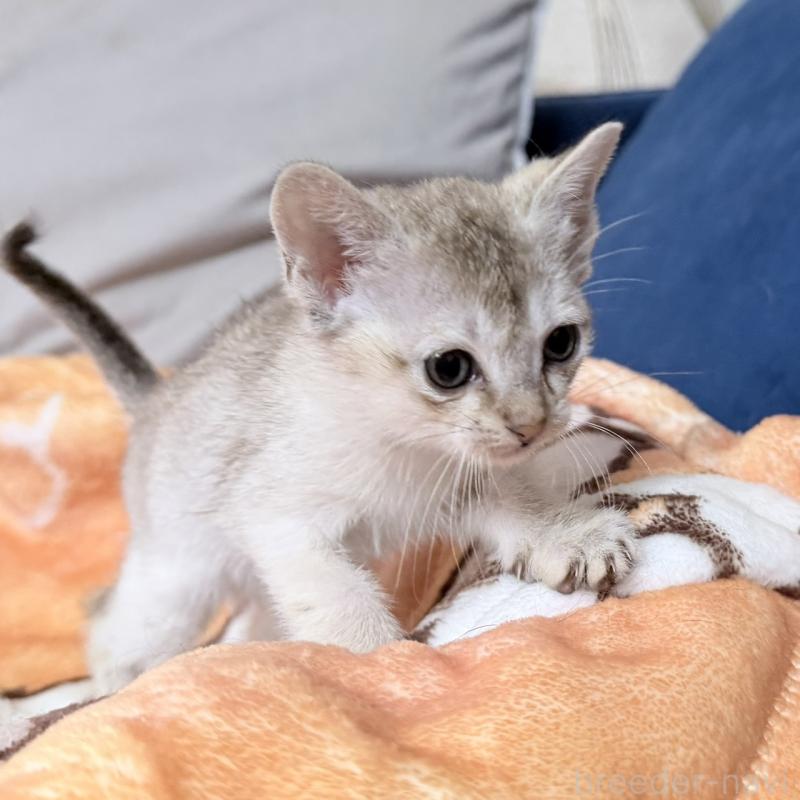 販売中の岐阜県のシンガプーラ-138134の2枚目