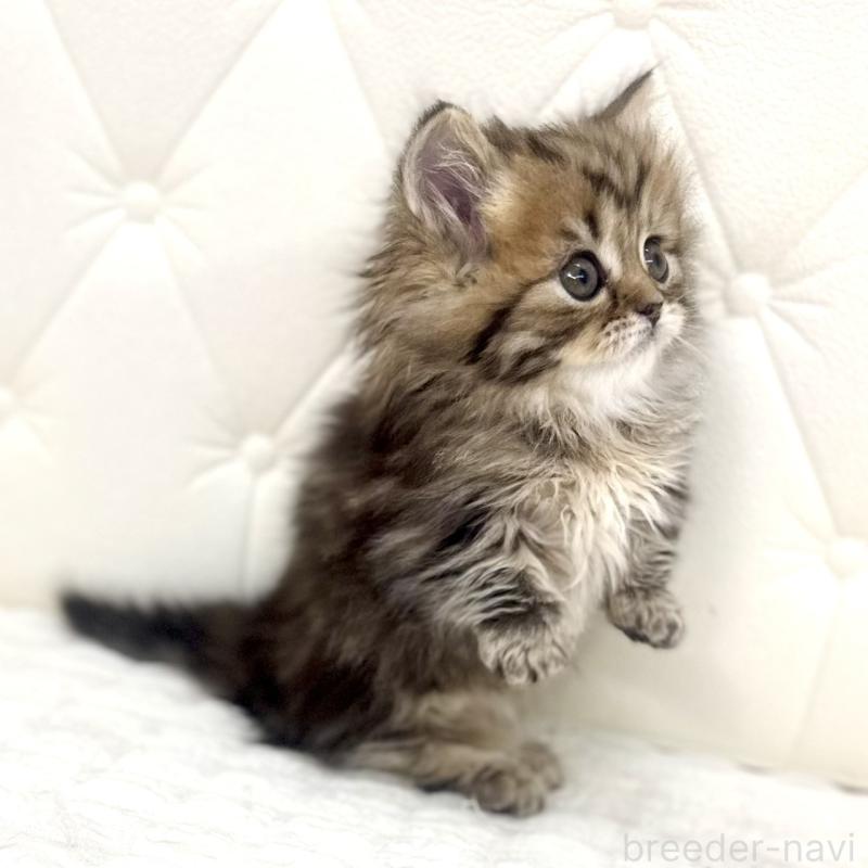 販売中の鹿児島県のマンチカン(短足)-138135の14枚目