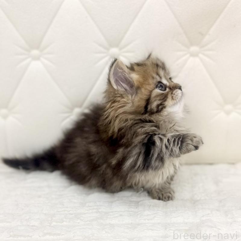 販売中の鹿児島県のマンチカン(短足)-138135の12枚目