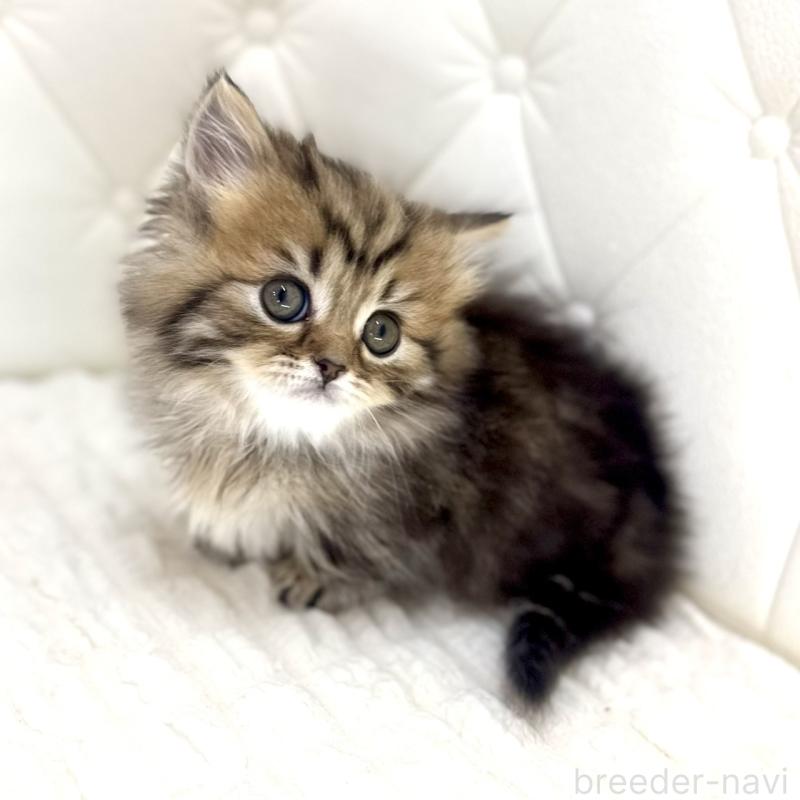 販売中の鹿児島県のマンチカン(短足)-138135の11枚目